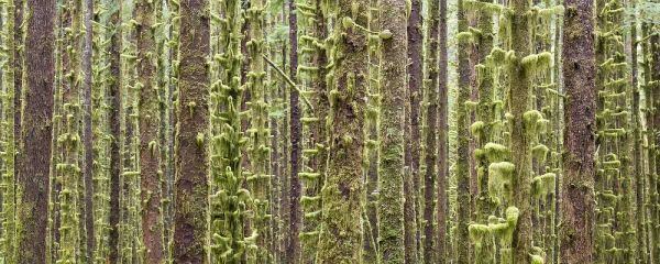 WA, Olympic NP Trees in Hoh River Rainforest